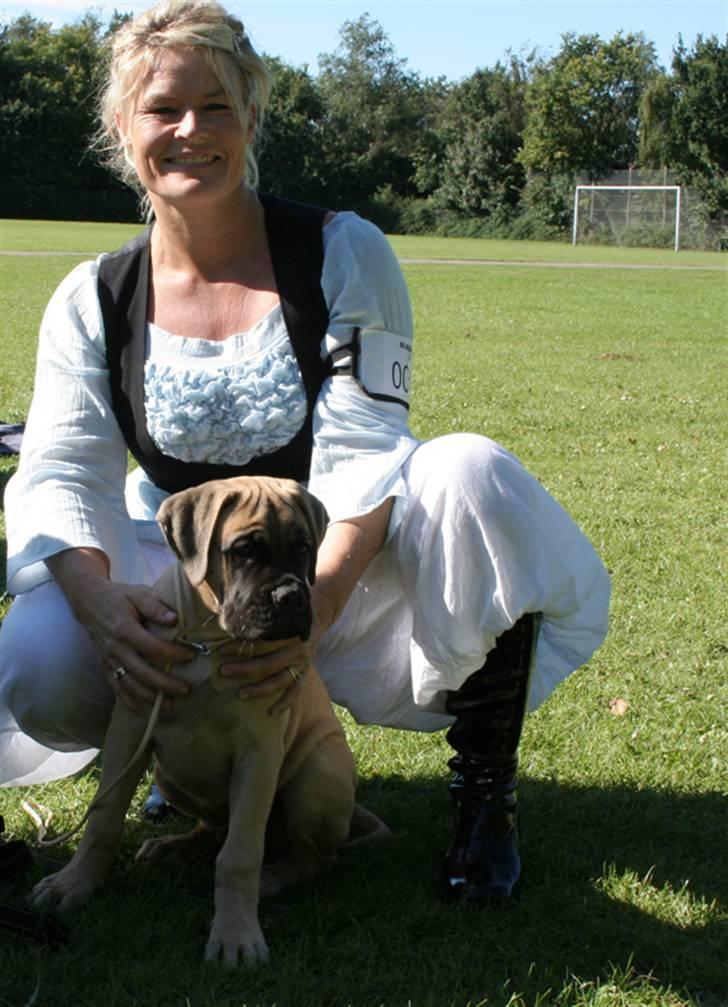 Bullmastiff Bullsaints`D The Name Of  R.I.P - Zorro`s første udstilling i Dalby SL lyserød sløjfe - nr.4:-)) billede 20