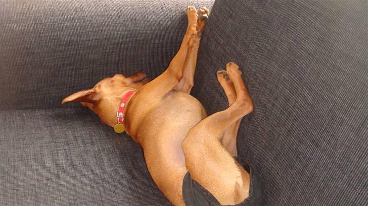 Dvaergpinscher Chili billede 8