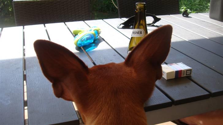 Dvaergpinscher Chili - Hygger på terassen efter en lang dag på sofaen.. billede 9