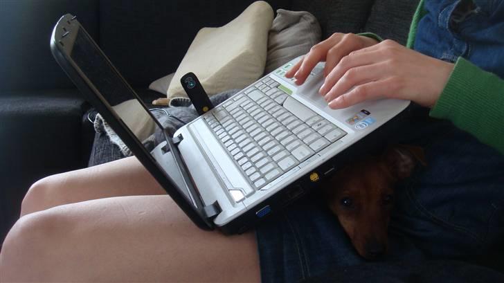 Dvaergpinscher Chili - Her VIL jeg altså ligge. billede 10