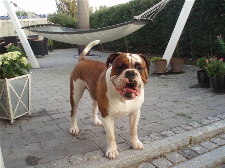 Olde english bulldogge Lillevangs Homer billede 1