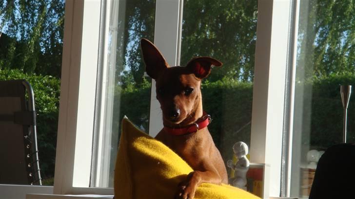 Dvaergpinscher Chili billede 11