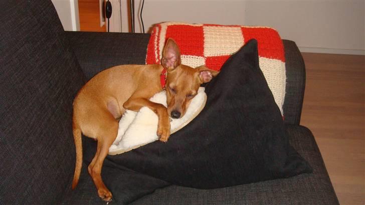 Dvaergpinscher Chili - Min ynglings sutsko. Den får både tæv og krammer! billede 12