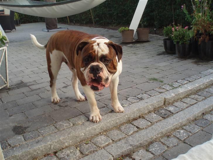 Olde english bulldogge Lillevangs Homer billede 3