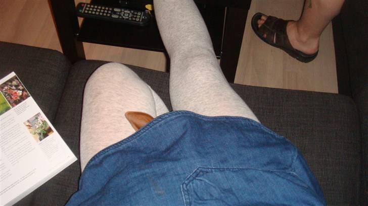 Dvaergpinscher Chili - Slapper af i sofaen - begge to.. billede 13