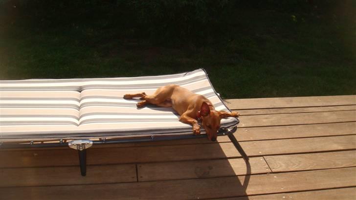 Dvaergpinscher Chili - En go plads i solen :) billede 14