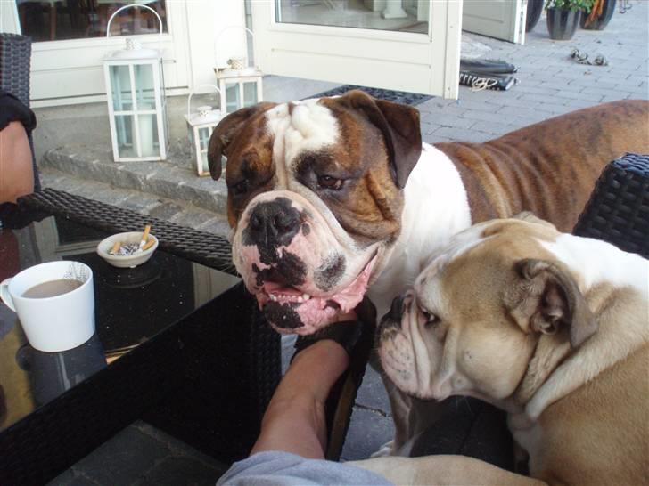 Olde english bulldogge Lillevangs Homer billede 4