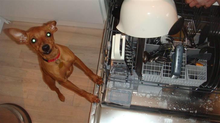 Dvaergpinscher Chili - Hjælper gerne til.. billede 15