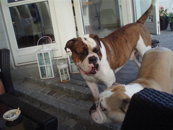 Olde english bulldogge Lillevangs Homer billede 5