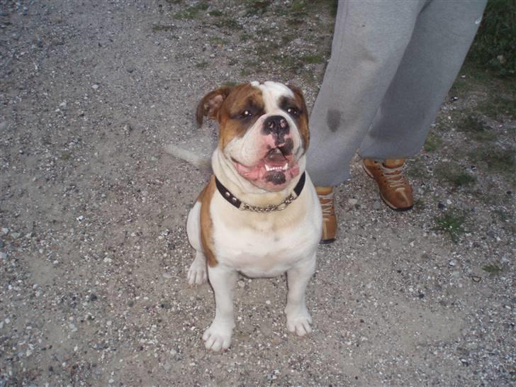 Olde english bulldogge Lillevangs Homer billede 6