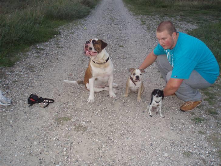 Olde english bulldogge Lillevangs Homer billede 7