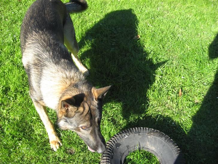 Schæferhund Kuba billede 7