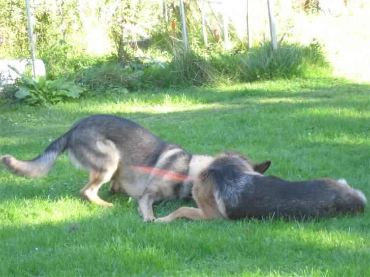 Schæferhund Kuba billede 8