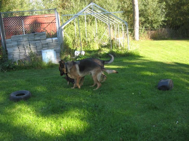 Schæferhund Bonnie billede 9