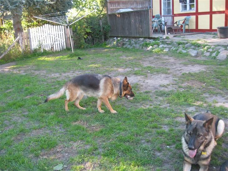 Schæferhund Bonnie billede 10