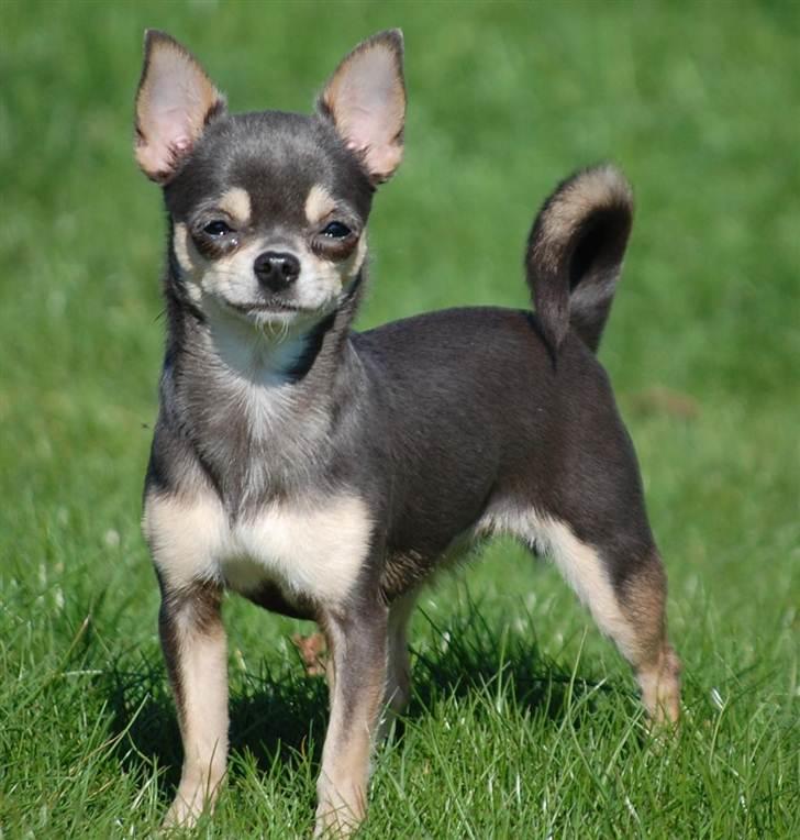 Chihuahua Anpalas Snow Angel ~ Zoie billede 3