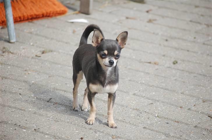 Chihuahua Anpalas Snow Angel ~ Zoie billede 5