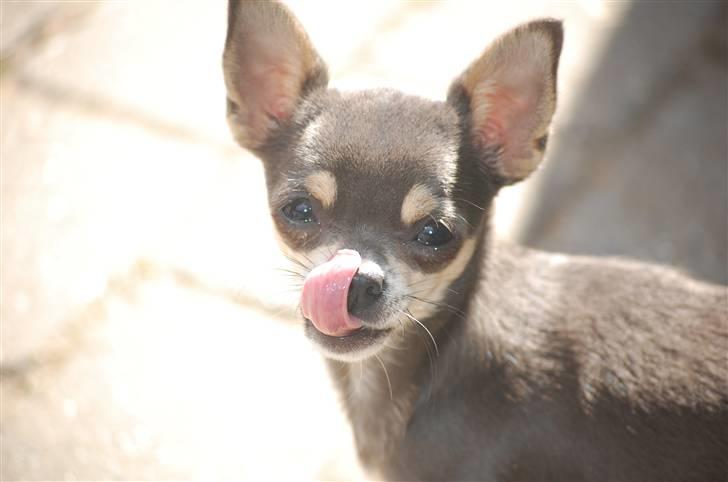 Chihuahua Anpalas Snow Angel ~ Zoie billede 7