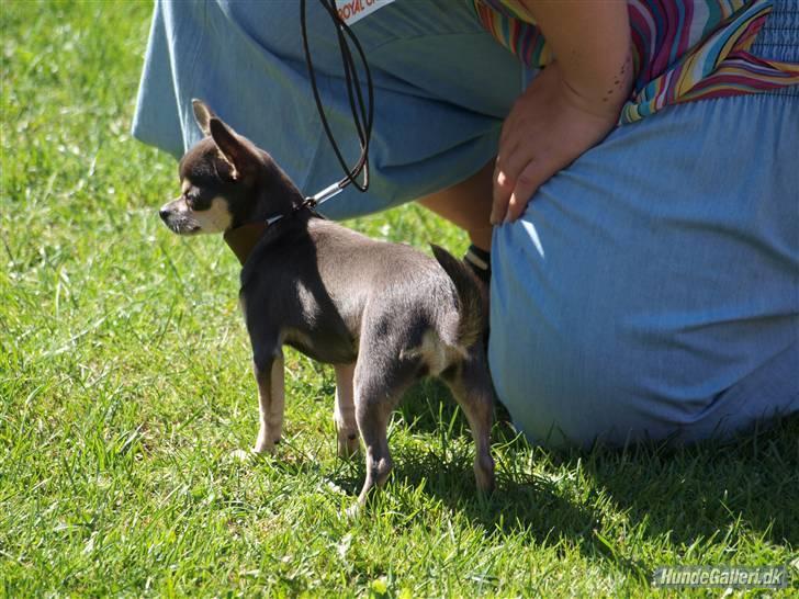 Chihuahua Anpalas Snow Angel ~ Zoie billede 10