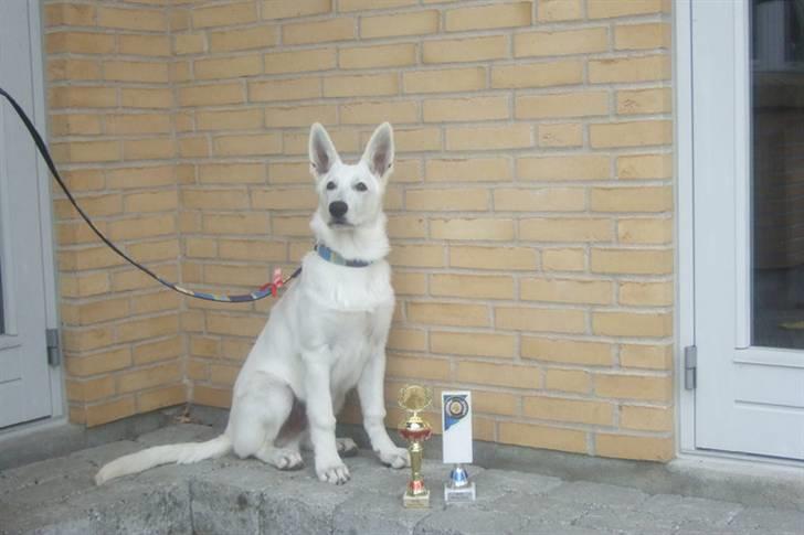 Hvid schæfer Egeborgs White Enzo - Første skue, og hvilken høst :) billede 15