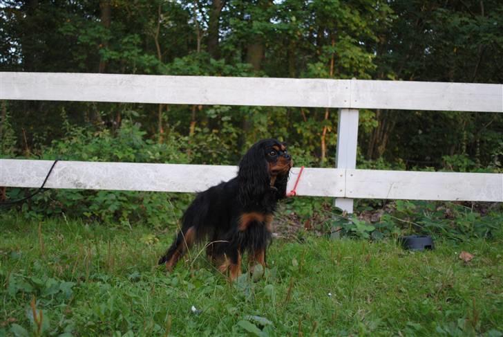 Cavalier king charles spaniel Freya - sommer 2010 - freya ca. 15 måneder billede 9