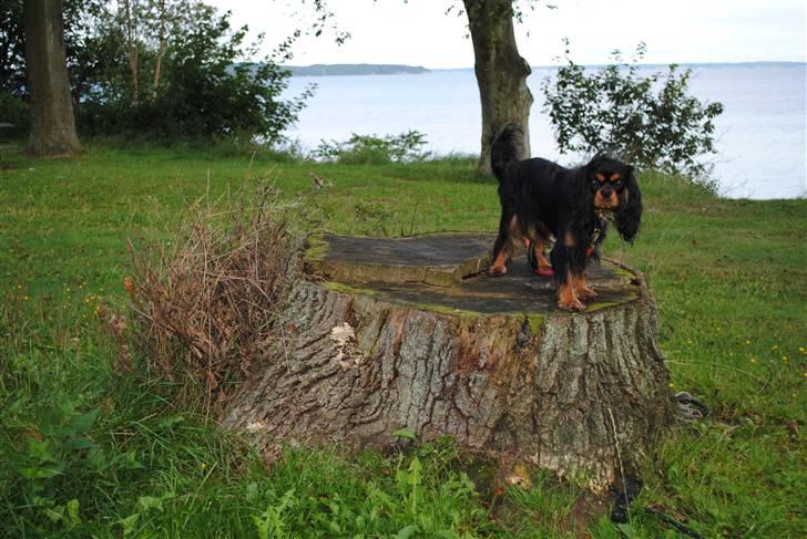 Cavalier king charles spaniel Freya - sommer 2010 - freya ca. 15 måneder billede 10