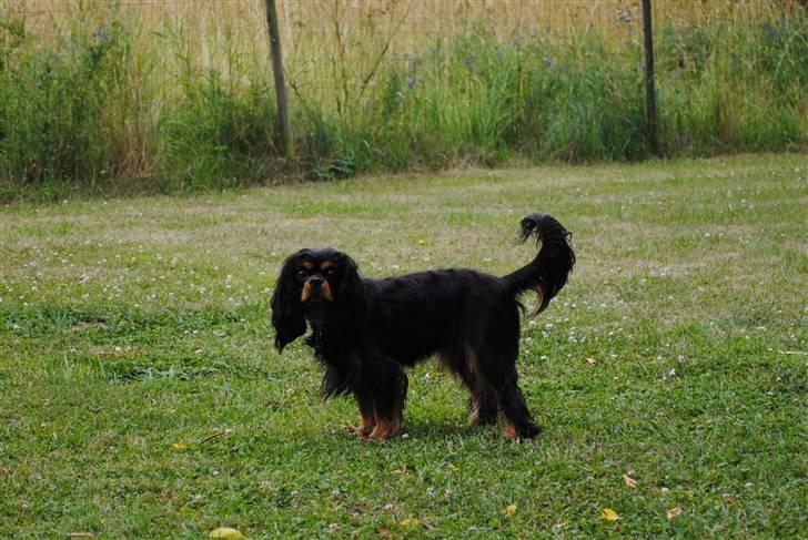 Cavalier king charles spaniel Freya - sommer 2010 - freya ca. 15 måneder billede 11