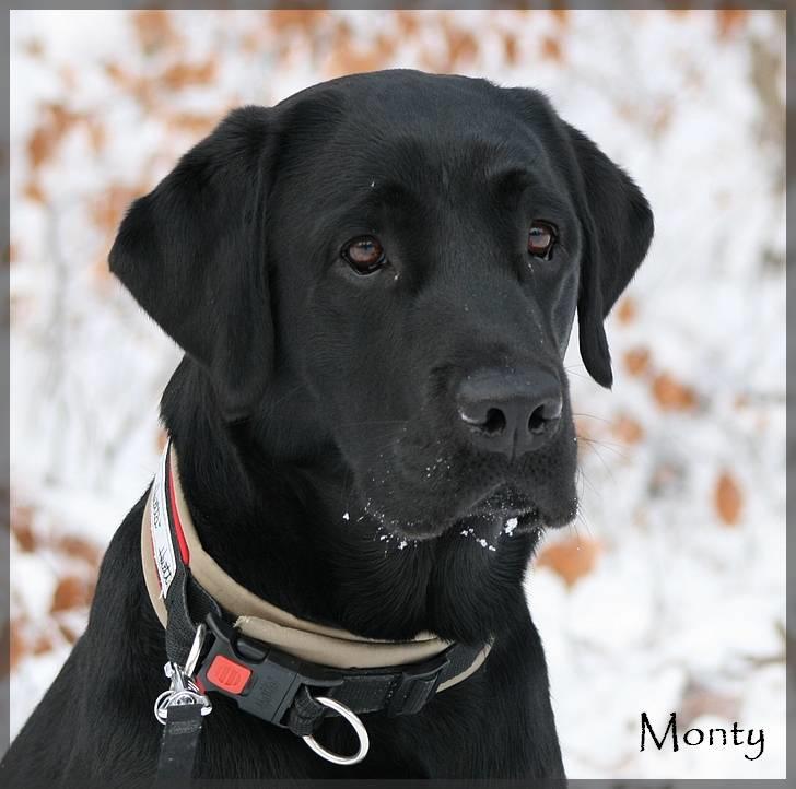 Labrador retriever Monty billede 7