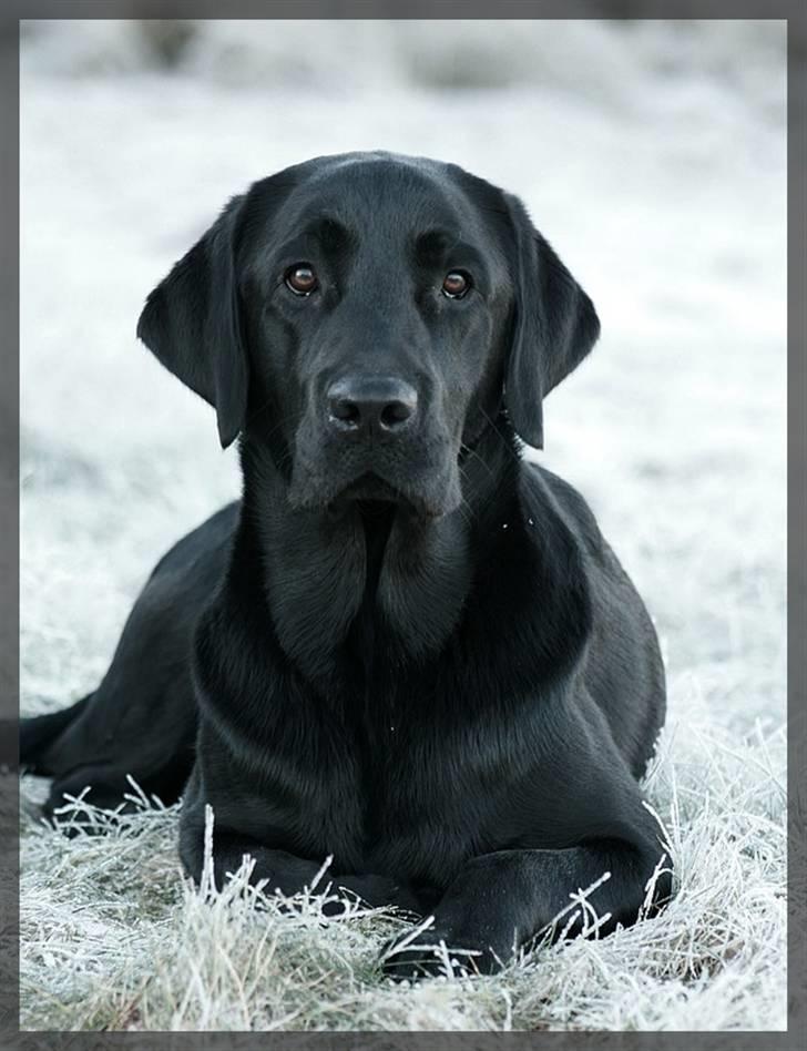 Labrador retriever Monty billede 8