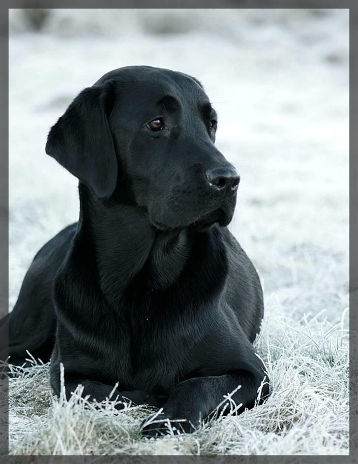 Labrador retriever Monty billede 9