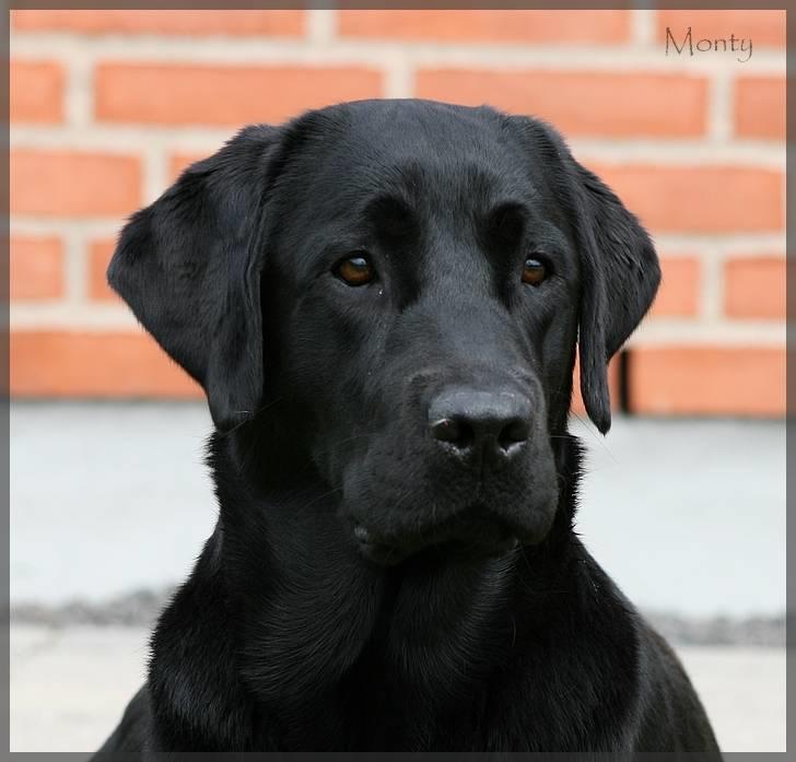 Labrador retriever Monty billede 10