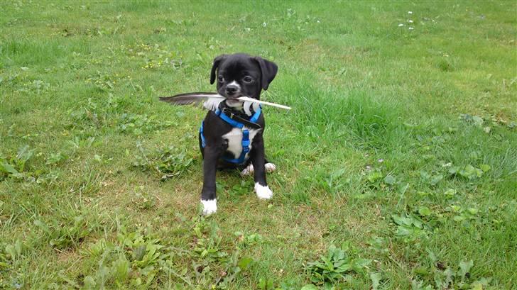 Blanding af racer Coco (mops-D/S gårdhund) billede 1