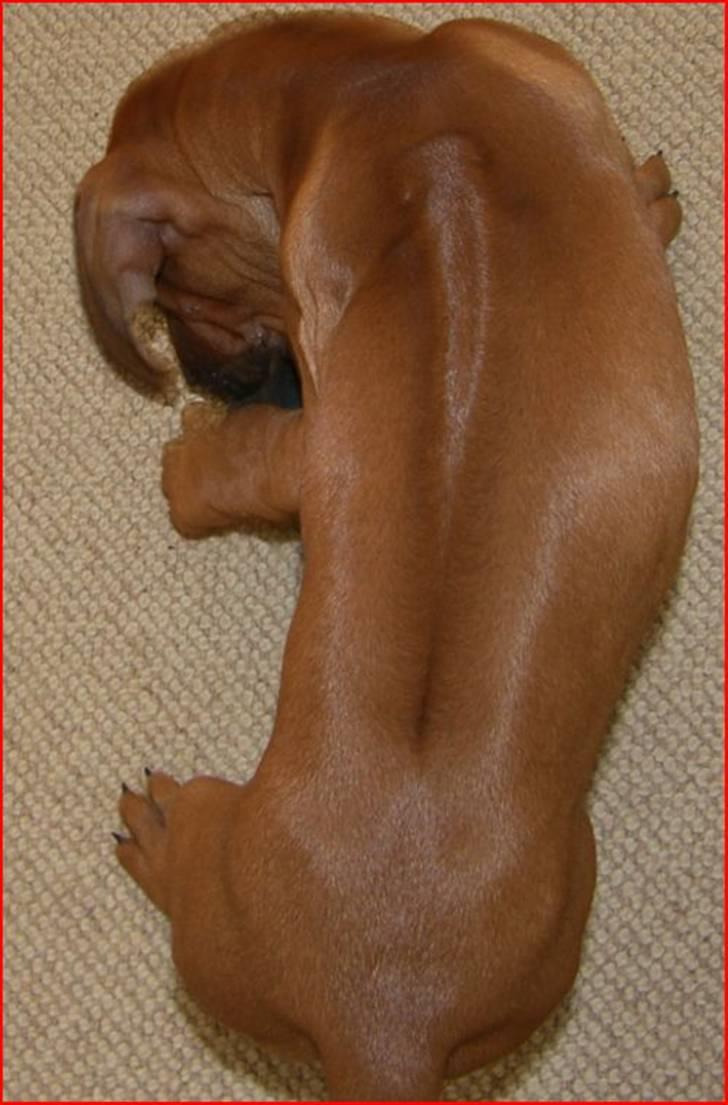 Rhodesian ridgeback       "Bhara Bhara" Jengo billede 7