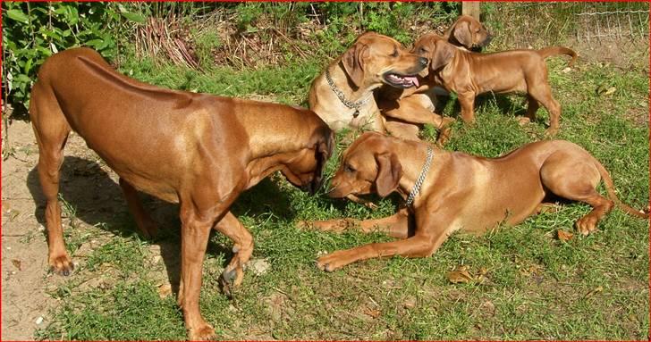 Rhodesian ridgeback       "Bhara Bhara" Jengo - min familie billede 8