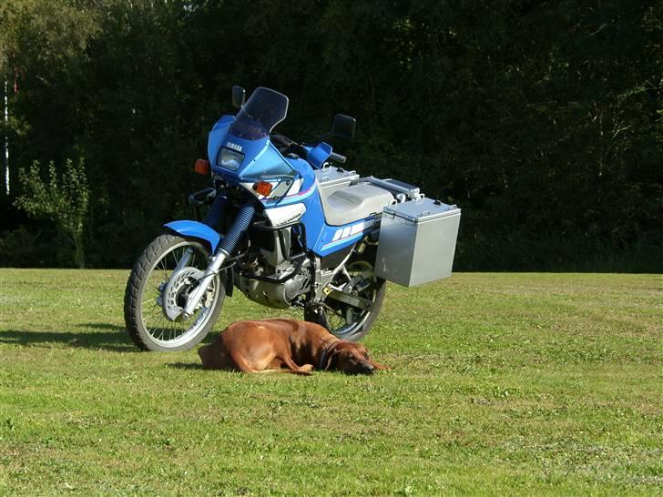 Rhodesian ridgeback       "Bhara Bhara" Jengo - min far billede 9