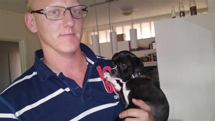 Blanding af racer Coco (mops-D/S gårdhund) - Coco det lille myr, da vi lige har fået hende hjem (12 uger gammel) billede 2