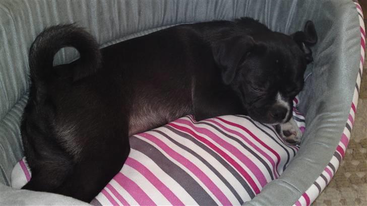 Blanding af racer Coco (mops-D/S gårdhund) - Coco blev meget hurtig glad for at ligge i sin kurv billede 3