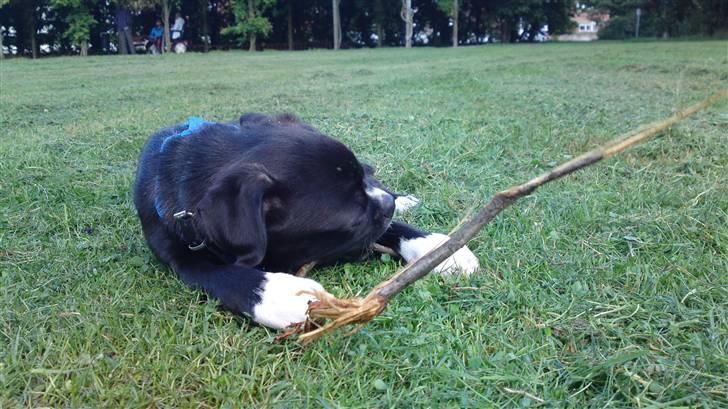 Blanding af racer Coco (mops-D/S gårdhund) - Coco skal helst bide i alle de grene vi møder på vejen billede 4