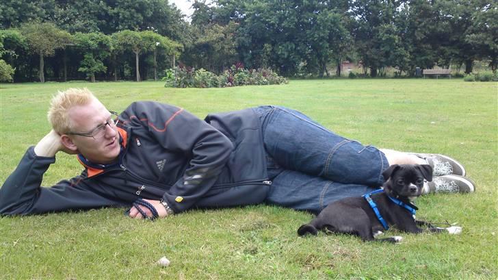 Blanding af racer Coco (mops-D/S gårdhund) - En tur i parken. Her er det Coco og hendes "far" billede 5