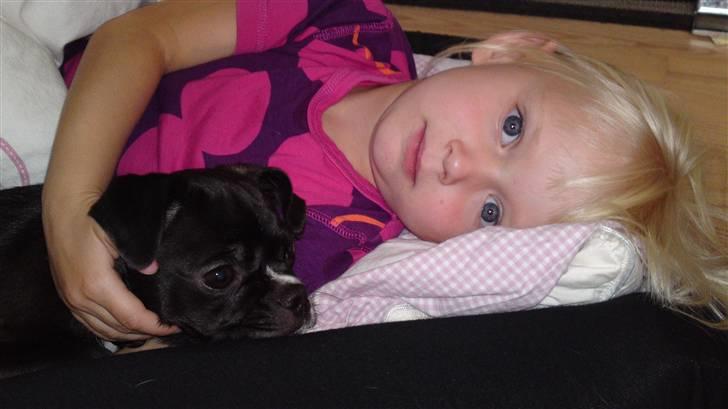 Blanding af racer Coco (mops-D/S gårdhund) - Coco putter med "kusinen" billede 6