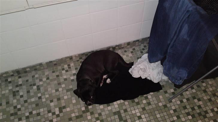 Blanding af racer Coco (mops-D/S gårdhund) - Coco ligger altid og putter på "mors" tøj når hun er i bad billede 7