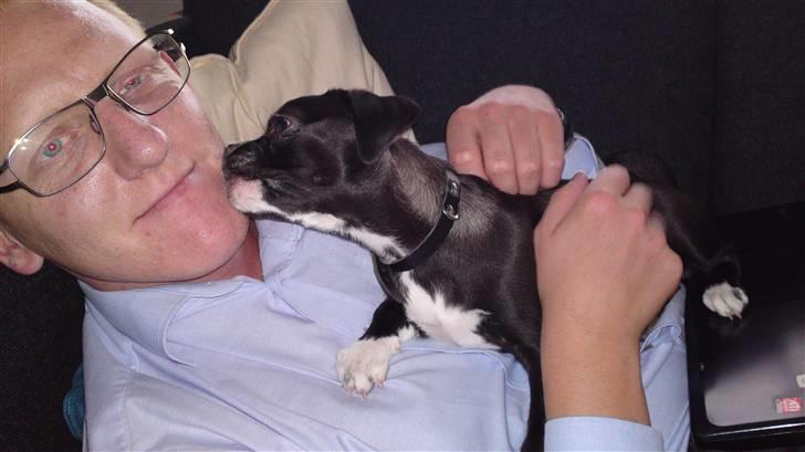 Blanding af racer Coco (mops-D/S gårdhund) - et lille hundekys til "far" billede 8