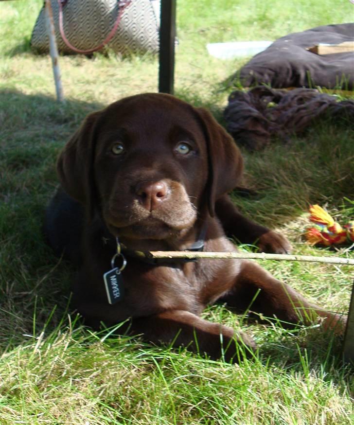 Labrador retriever Mikker billede 18
