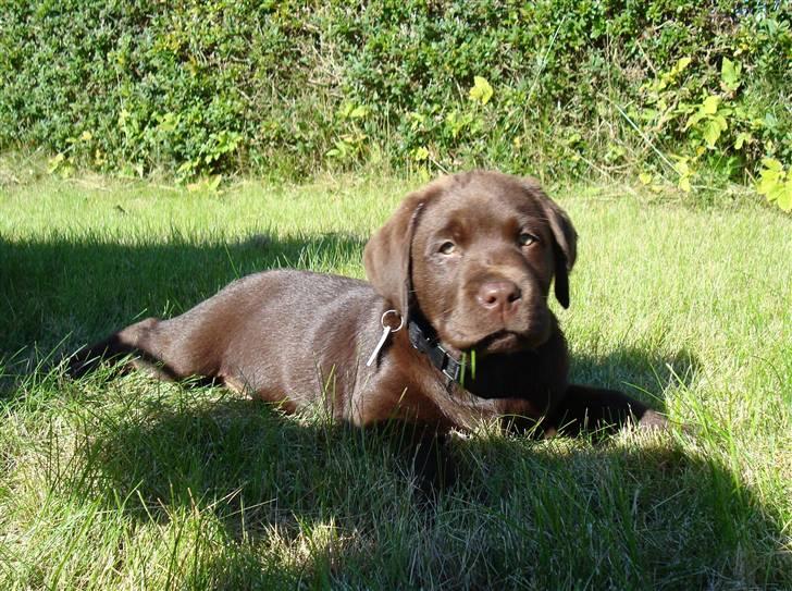 Labrador retriever Mikker billede 2