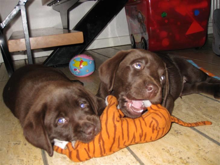 Labrador retriever Mikker - Mikker og hans søster. 7 uger  billede 3