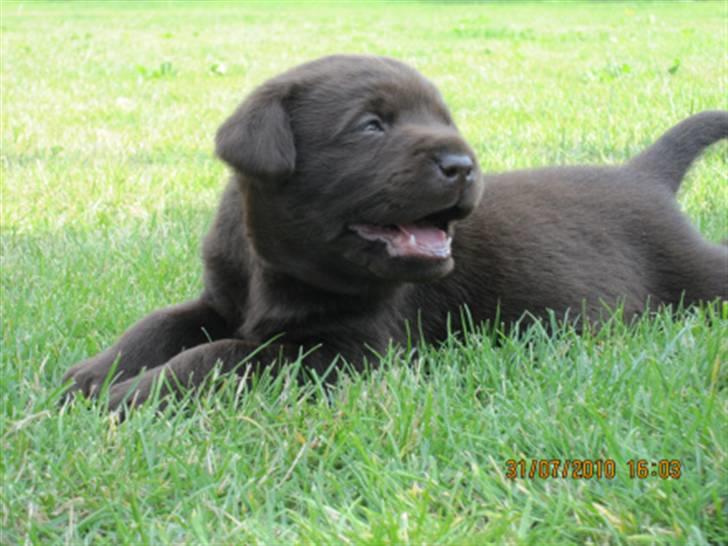 Labrador retriever Mikker - Mikker 4 uger billede 4