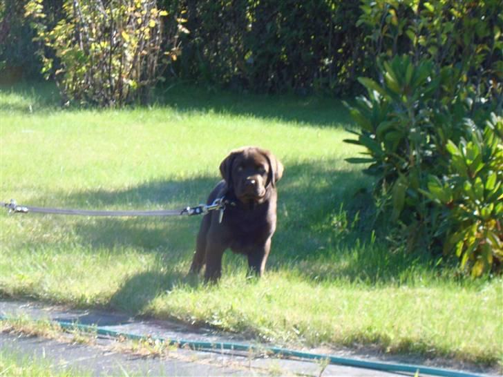Labrador retriever Mikker billede 5