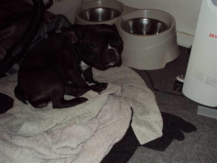 Fransk bulldog carla (RIP min elskede lille pige) billede 12