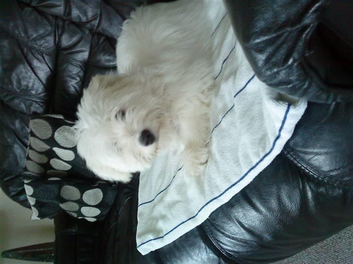 Coton de tulear selma - velkommen til min profil når i har kikket må i godt ligge en kommentar billede 1