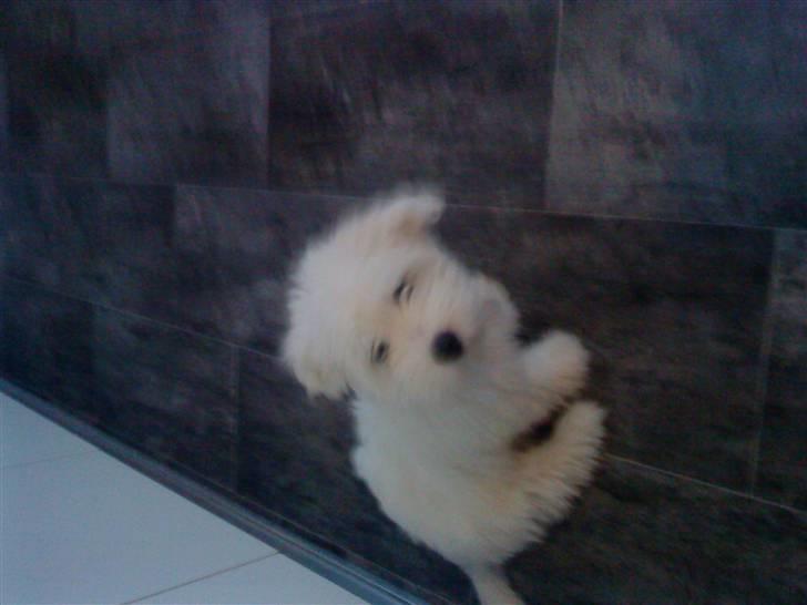 Coton de tulear selma billede 2